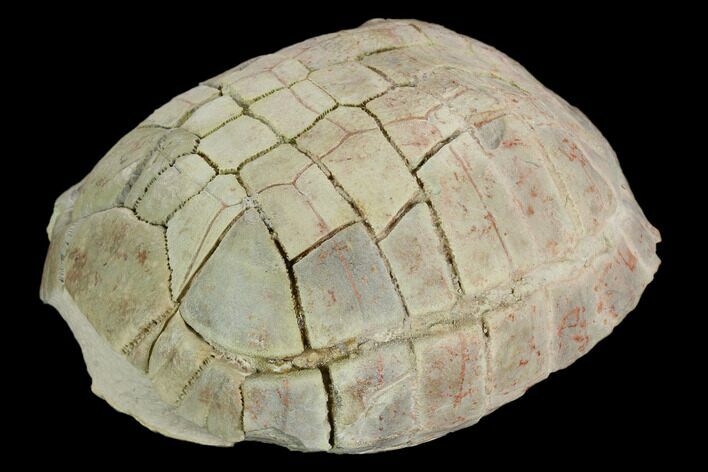 Fossil Tortoise (Testudo) - South Dakota #129248